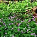 Geranium maculatumफूल