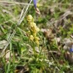 Herminium monorchis Flower