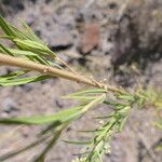 Gomphocarpus fruticosus Bark