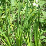 Leucojum aestivum Лист