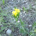 Lithospermum incisum Habitus