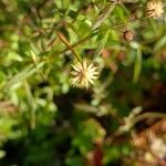 Petrorhagia saxifraga Blüte