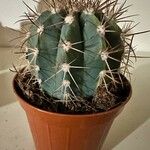 Melocactus azureus Yaprak