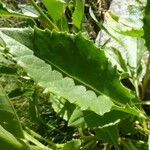 Senecio doronicum Leaf