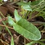 Rumex tuberosus Leaf