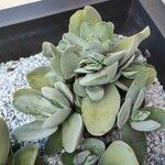 Crassula cotyledonis Habit