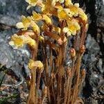 Orobanche fasciculata عادت