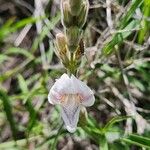 Asystasia charmian Квітка