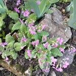 Primula sieboldii Lorea