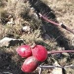 Rosa canina Fruit