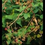 Rubus allegheniensis Frukt