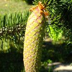 Picea sitchensis Плід
