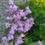 Hyacinthoides hispanica Fleur