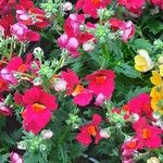 Nemesia strumosa Lorea