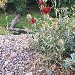 Centaurea pubescens 整株植物