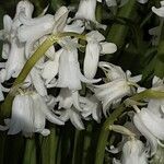 Hyacinthoides hispanica Virág