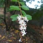 Ligustrum sinenseFlor