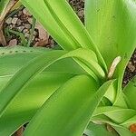 Crinum × powellii Leaf