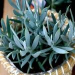 Senecio serpens Blad