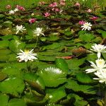 Nymphaea ampla 整株植物