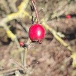 Crataegus laciniata Frucht