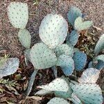 Opuntia macrocentra List