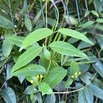 Tristellateia australasiae Leaf
