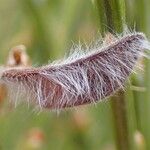 Cytisus oromediterraneus Fruct