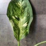 Dieffenbachia seguineList