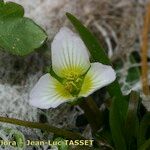 Damasonium polyspermum Flor