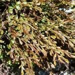 Asplenium × alternifolium