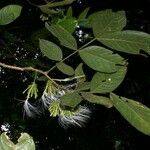 Inga sapindoides Otro
