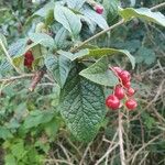 Cotoneaster bullatus পাতা