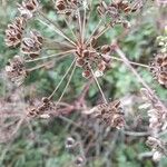 Peucedanum cervaria Fruto