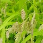 Chasmanthium latifolium Blüte