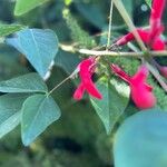 Erythrina herbacea 花