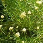 Santolina rosmarinifolia Hábitos