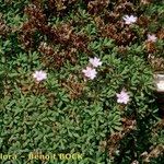 Limonium obtusifolium Habitat