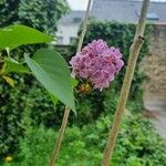 Syringa persica Квітка