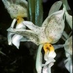Stanhopea warszewicziana 花