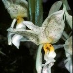 Stanhopea warszewicziana Kwiat