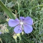 Geranium pratenseപുഷ്പം