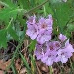 Phacelia bipinnatifida Flor