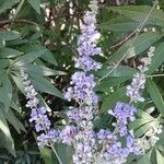 Vitex agnus-castus Blüte