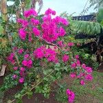 Bougainvillea spectabilisFlors