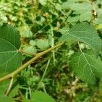 Populus tremula বাকল