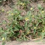 Sida spinosa Φύλλο