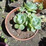 Echeveria australis Leaf