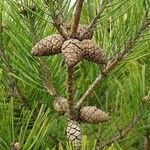 Pinus densiflora Vrucht