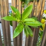 Allamanda cathartica List